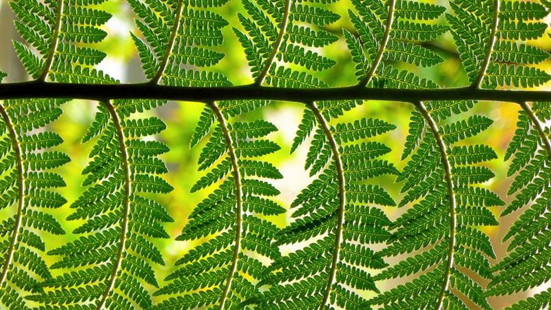 Global Environmental Opportunities